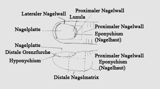 Aufbau des Nagels